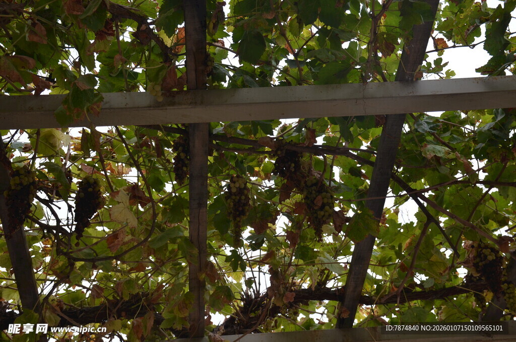 木架上繁茂的绿叶