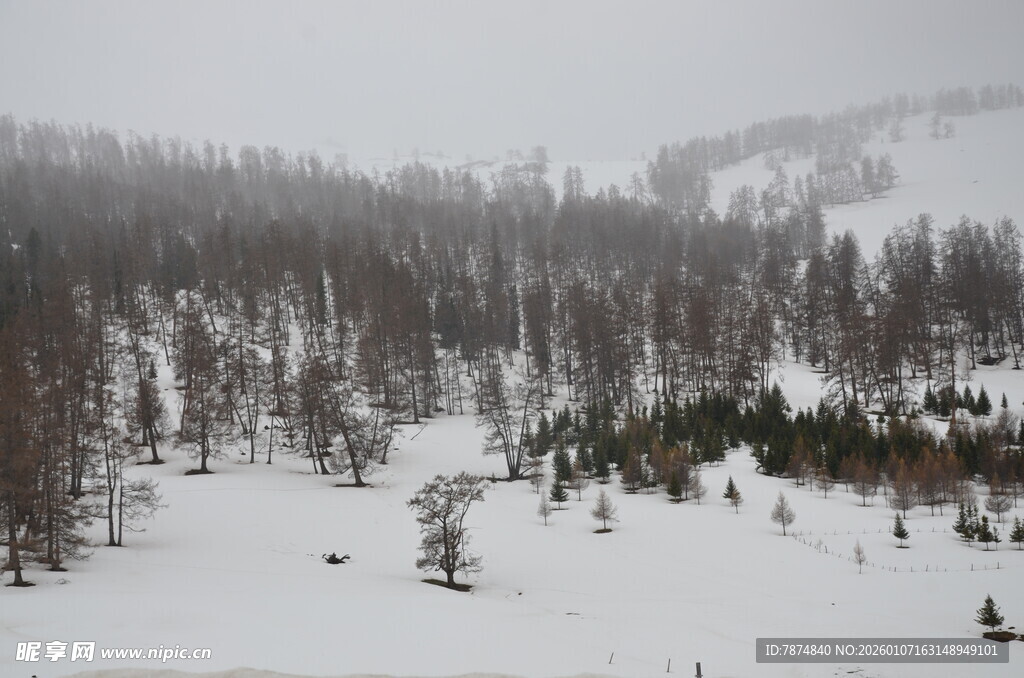 冬日雪景中的静谧山林
