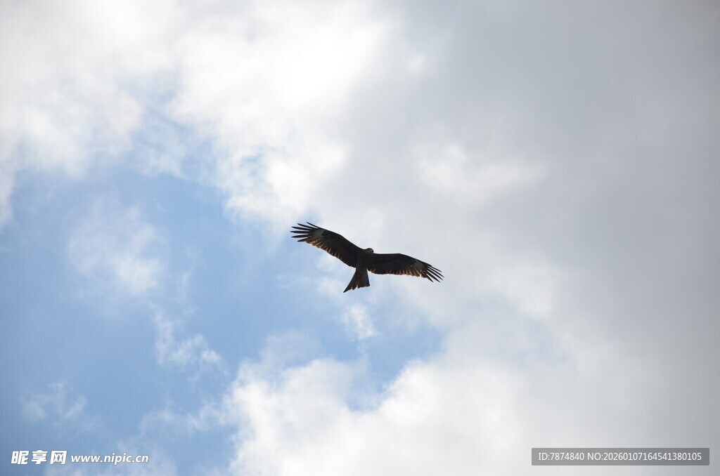 蓝天中翱翔的飞鸟