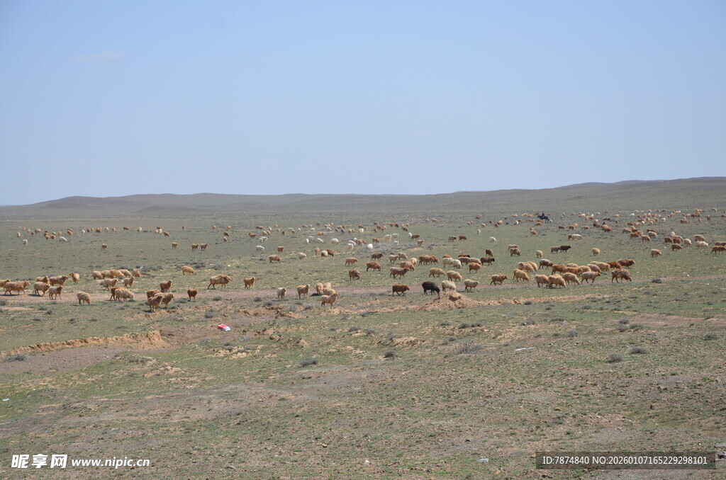 草原上的动物群