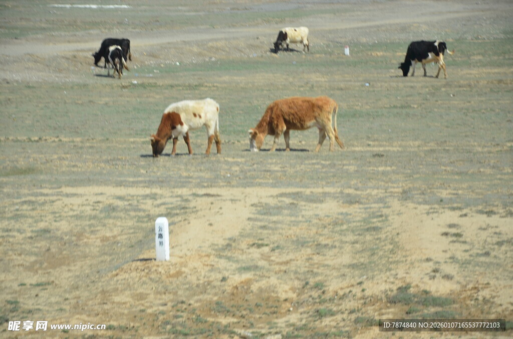 草原上悠闲吃草的牛群