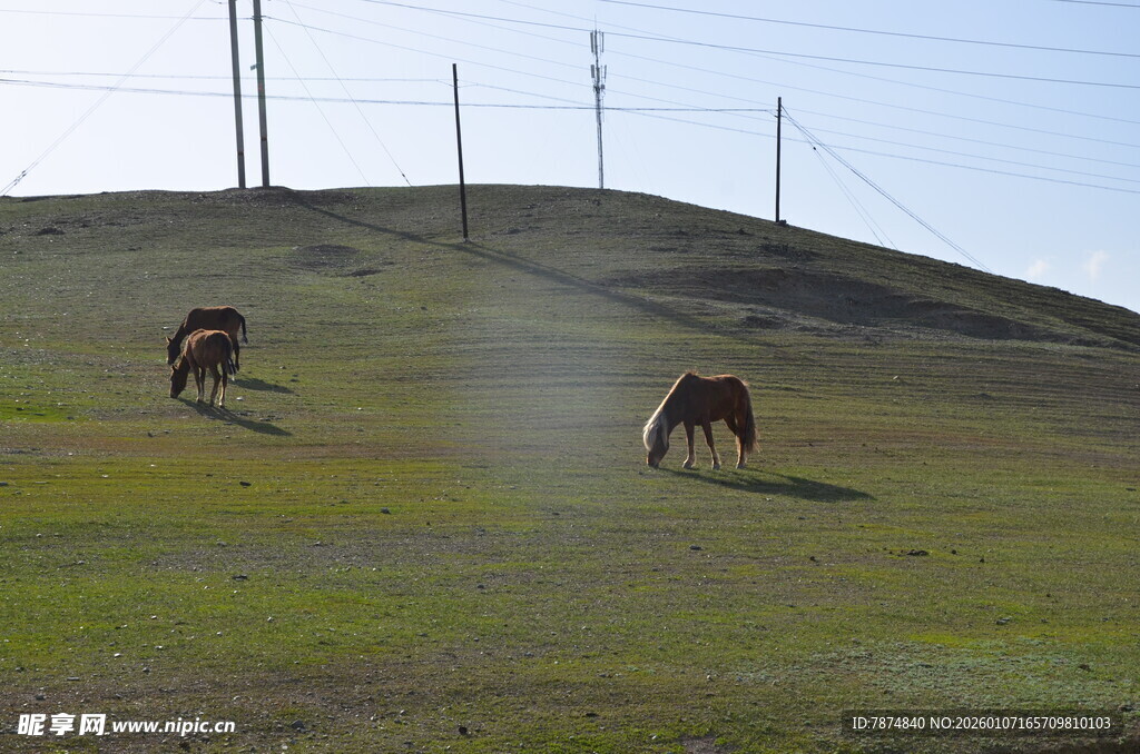 草原上奔跑的两匹马