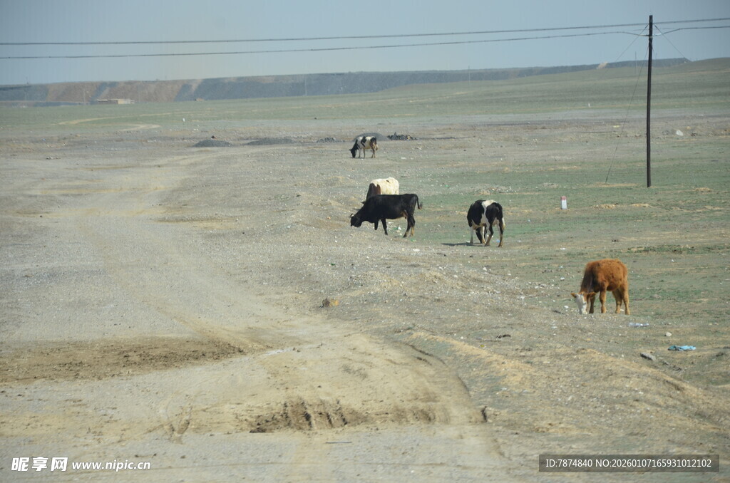 草原上的牛群悠然漫步