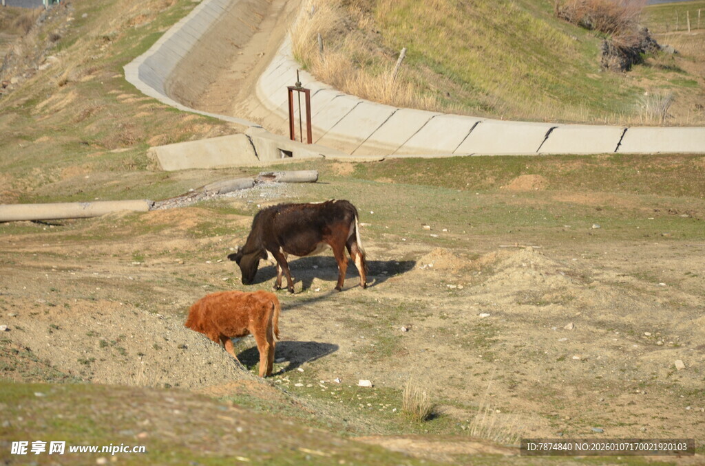 田野中的两头牛
