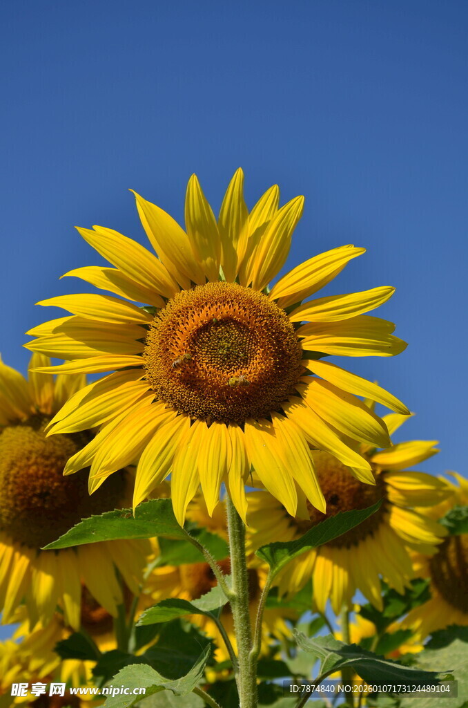 阳光下的灿烂向日葵