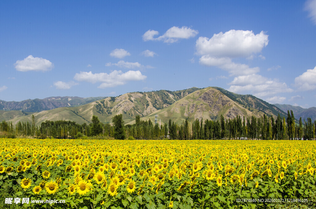 金黄向日葵田与远山美景
