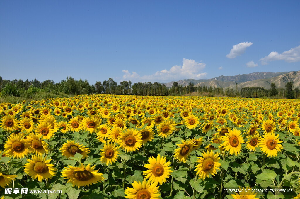 金黄向日葵花海美景