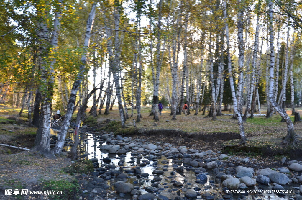秋日溪边白桦林美景