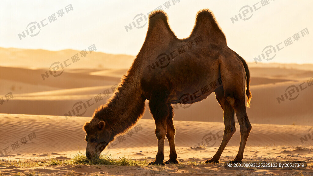 低头吃草的骆驼最好是阿拉的双峰
