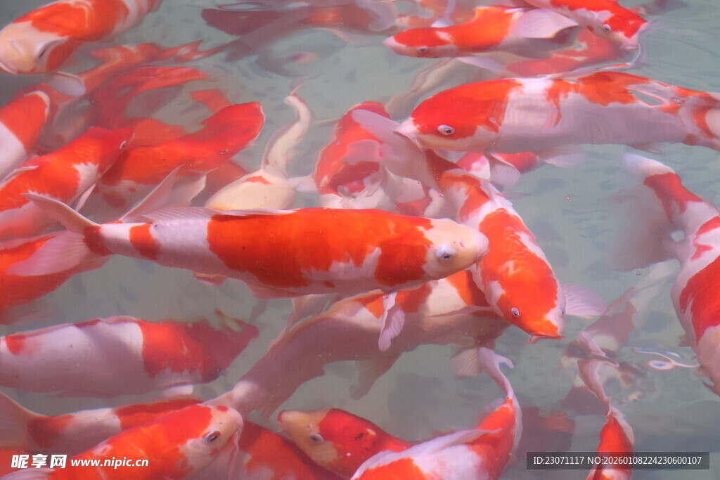 池塘中游动的多彩锦鲤