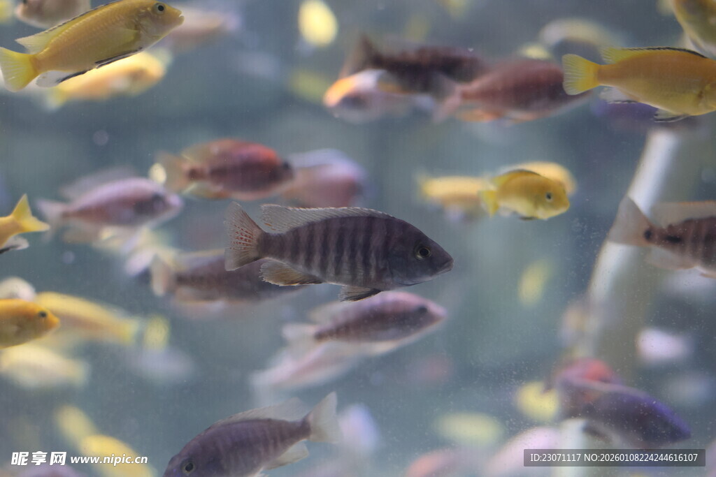 多彩群鱼在水中畅游