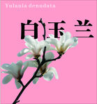 粉色背景下的白玉兰花朵