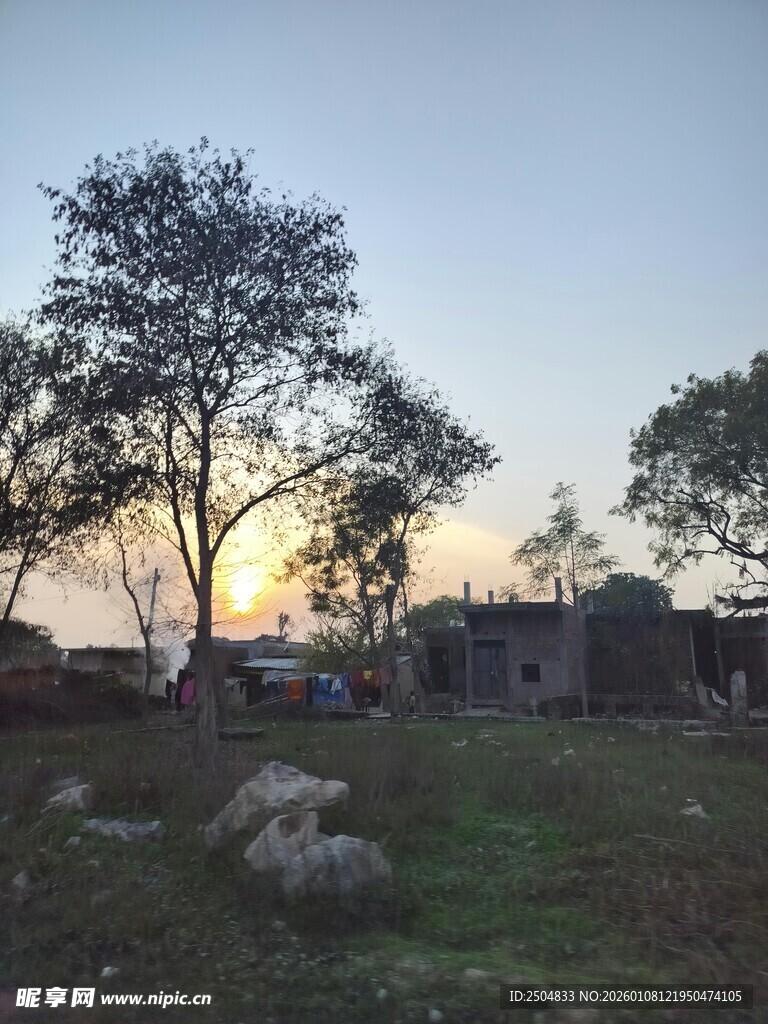 黄昏下的乡村树木景观