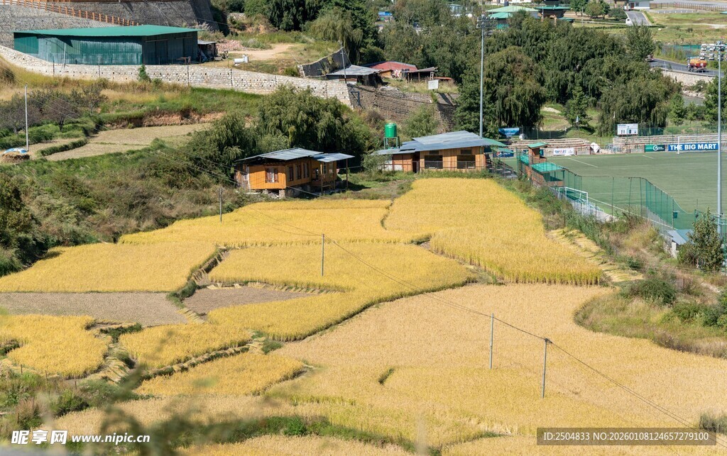 金黄稻田中的乡村景象