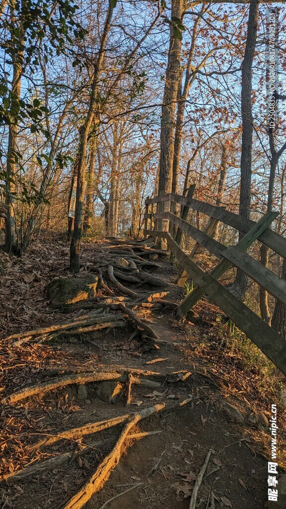 秋日林间倒木与围栏景象