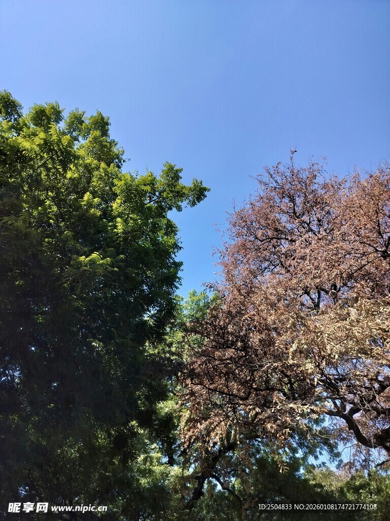 蓝天绿树间的多彩景致