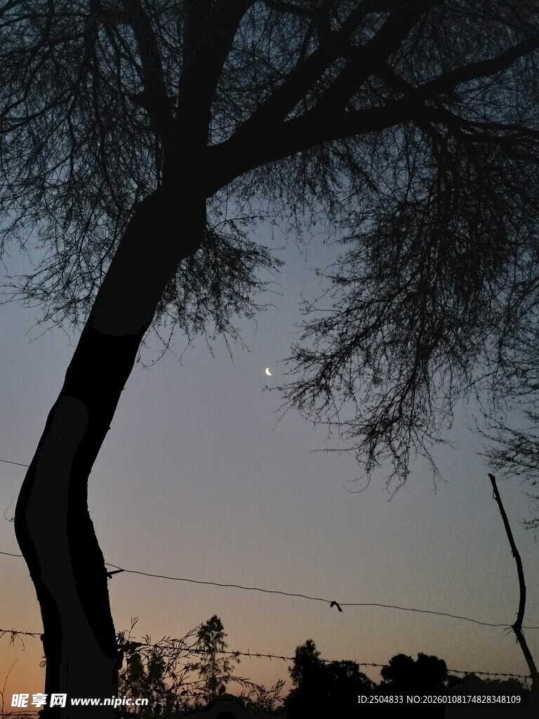 黄昏下的孤树剪影