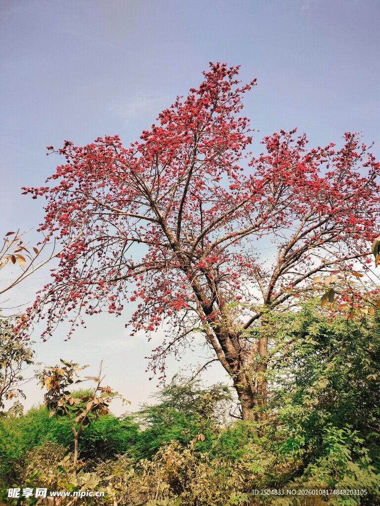 红叶树的自然美丽景致