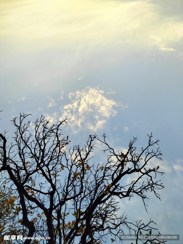 枯枝映云 天际一抹暖阳
