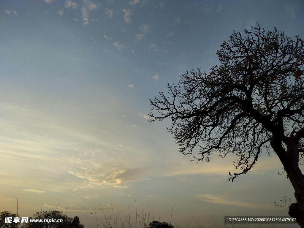 黄昏孤树剪影