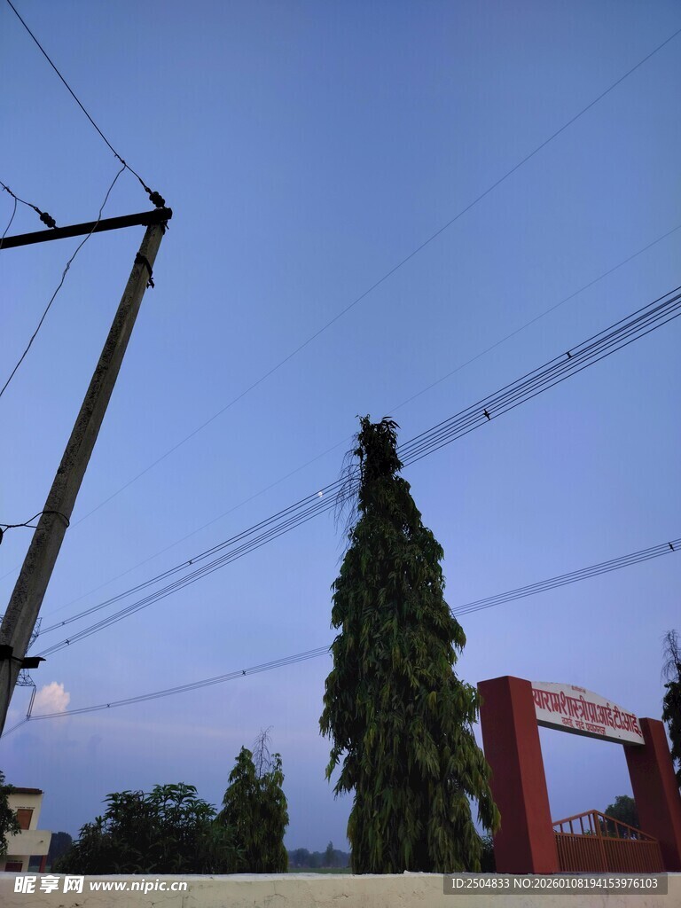 户外电线杆与绿植景象