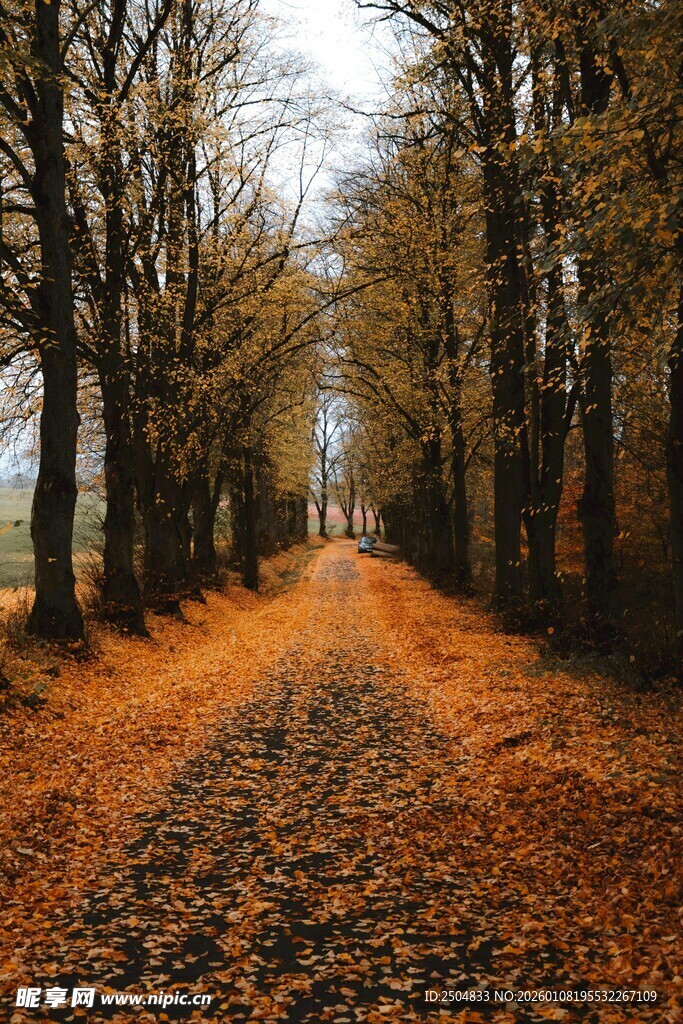 秋日落叶铺就的林间小道