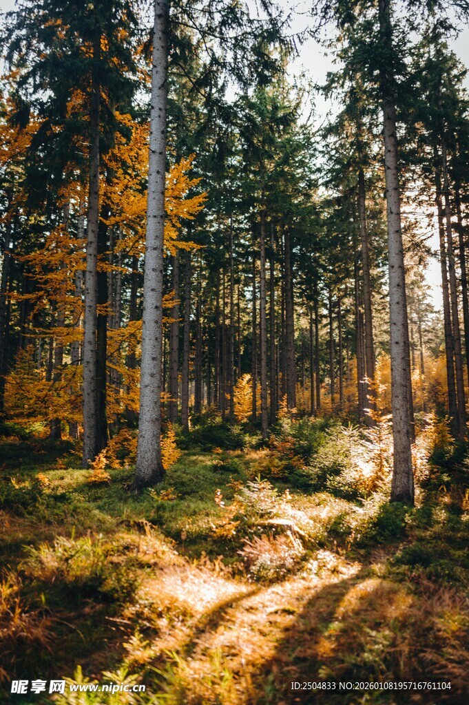 秋日林间光影斑驳小径