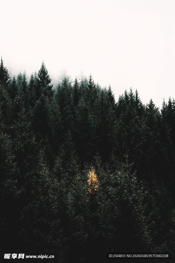 森林中的一抹亮黄