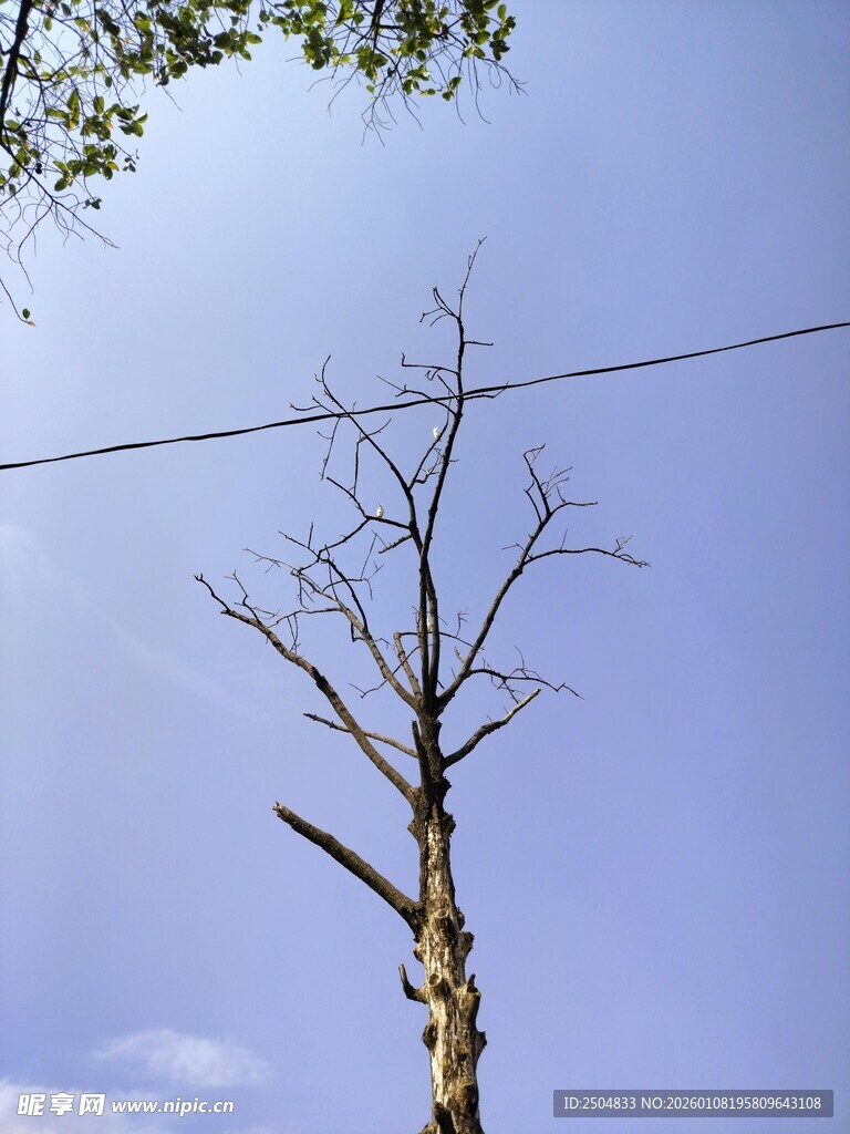 枯树立于蓝天之下