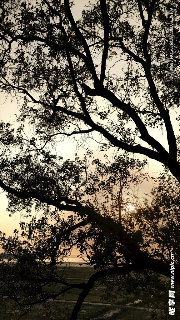 夕阳下的树枝剪影