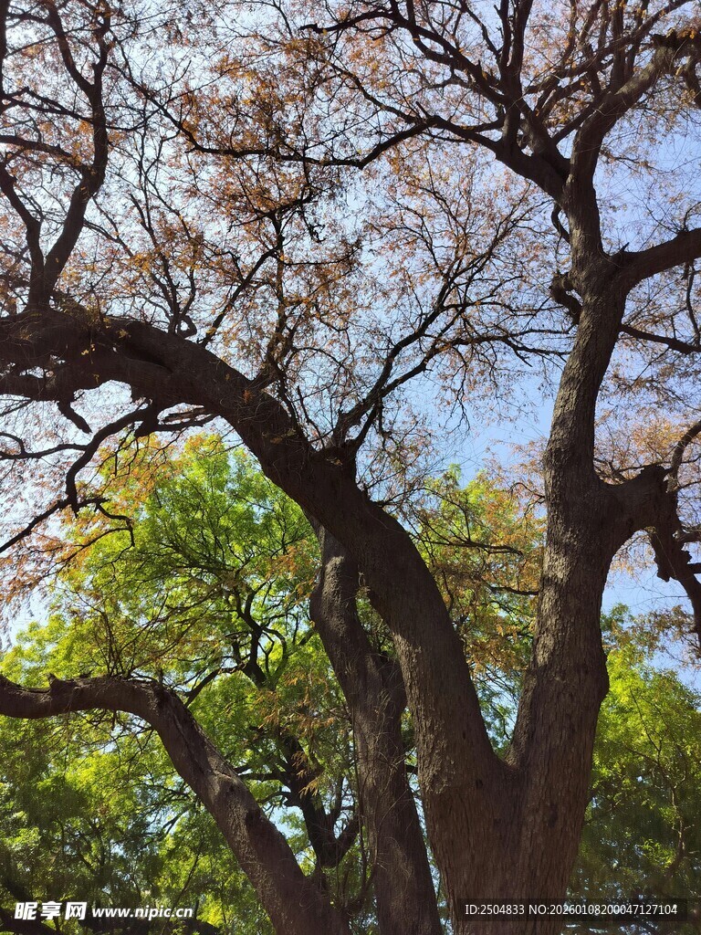 老树新枝 展现自然生机