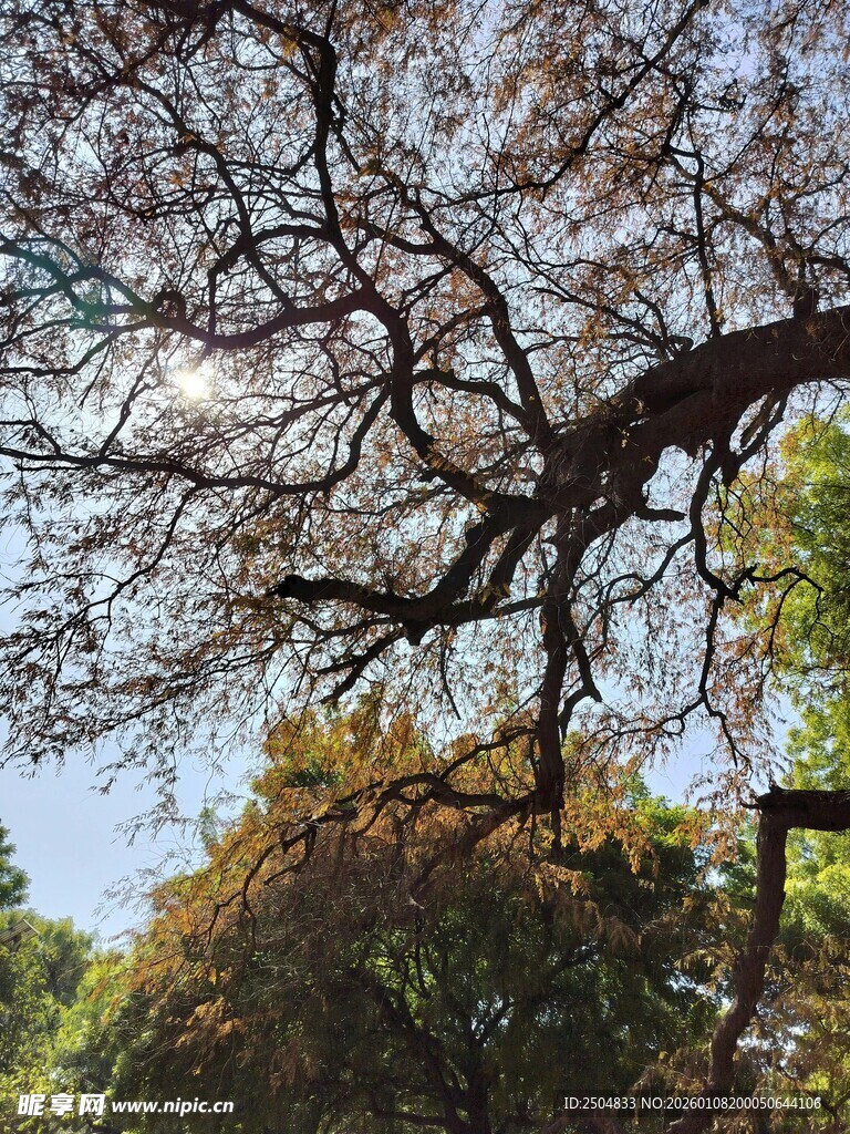 树枝伸展于蓝天绿树间