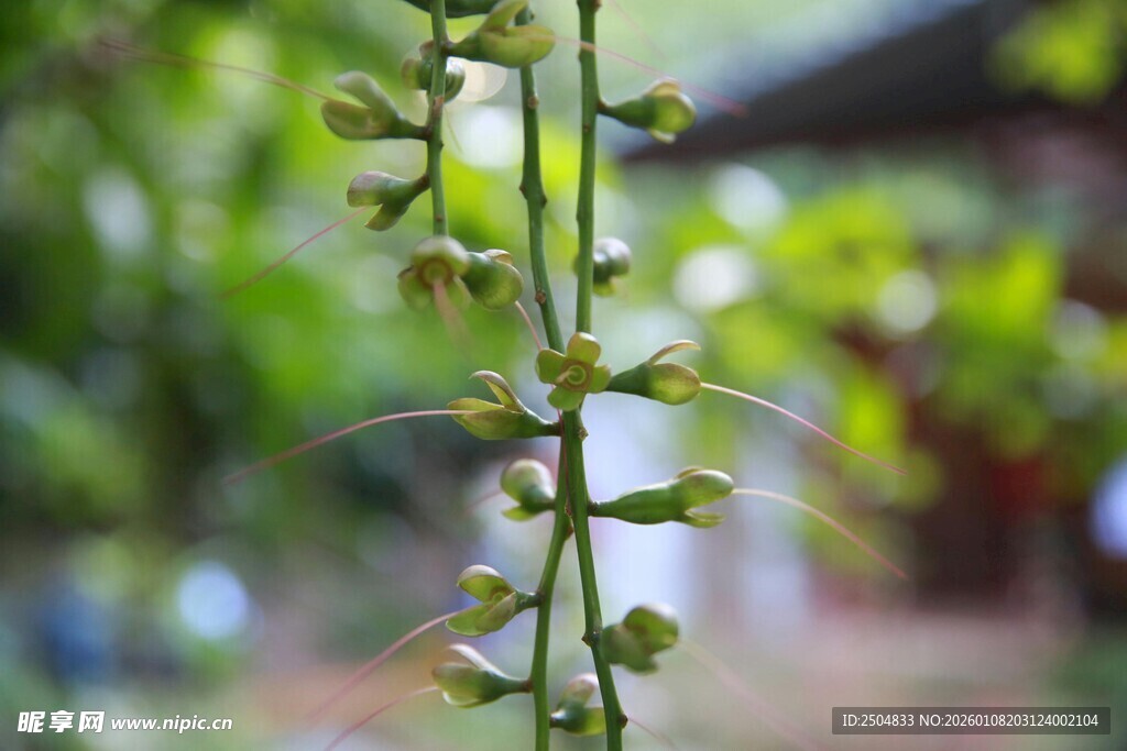 绿色植物茎部特写