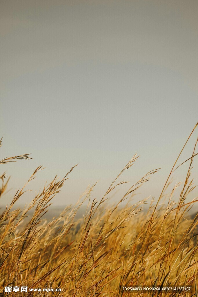 金黄麦浪 尽显秋日田野风情