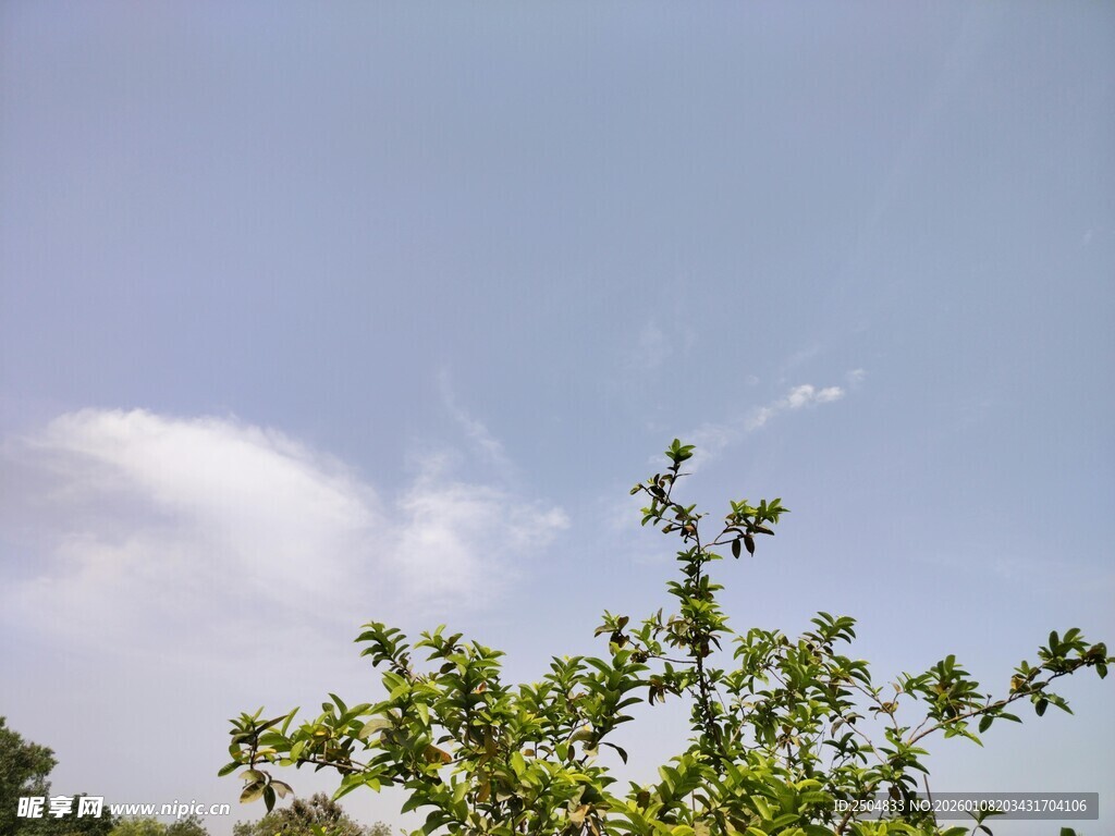 蓝天绿树间的清新景致