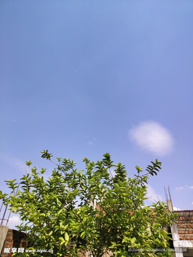 蓝天绿树间的清新景致