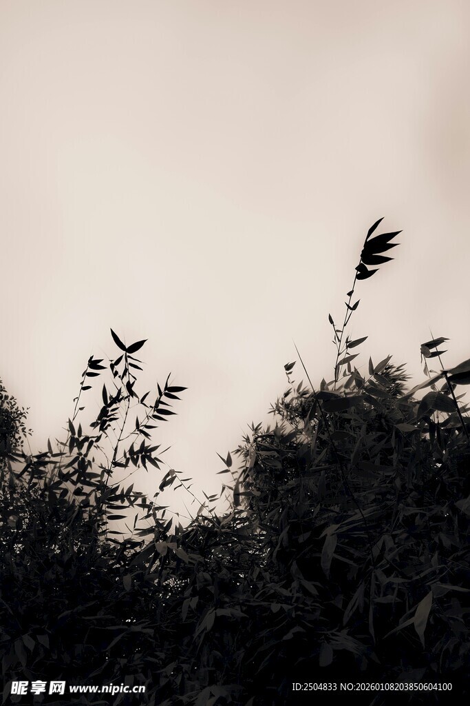 剪影中的植物枝叶