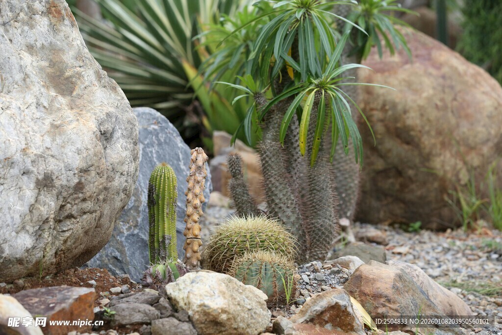 石间仙人掌植物景观