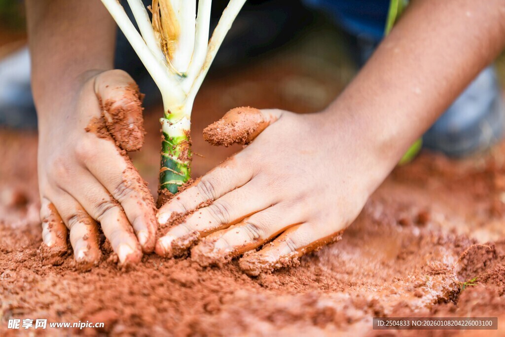 儿童双手栽种绿植瞬间