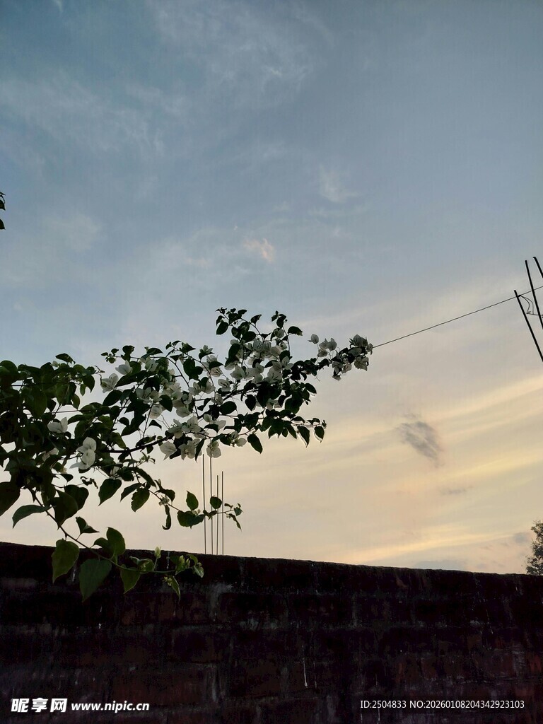 黄昏下的树梢剪影