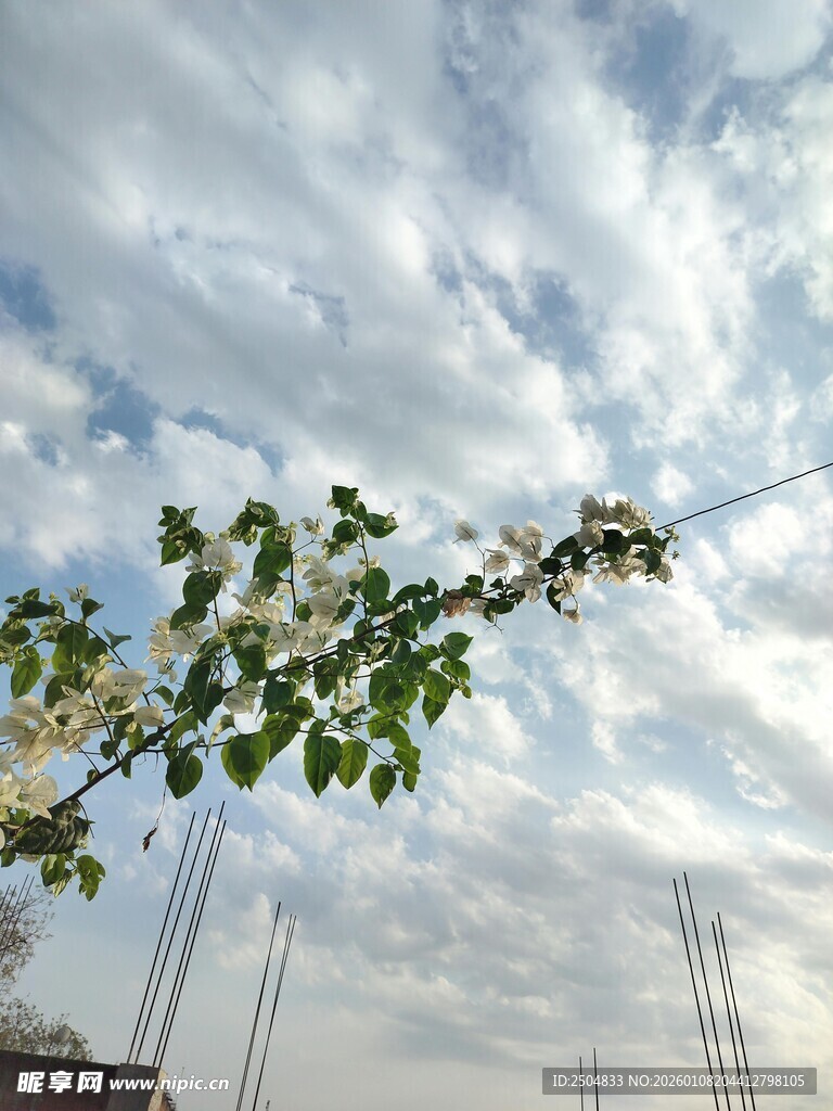 天空下的绿植与电线