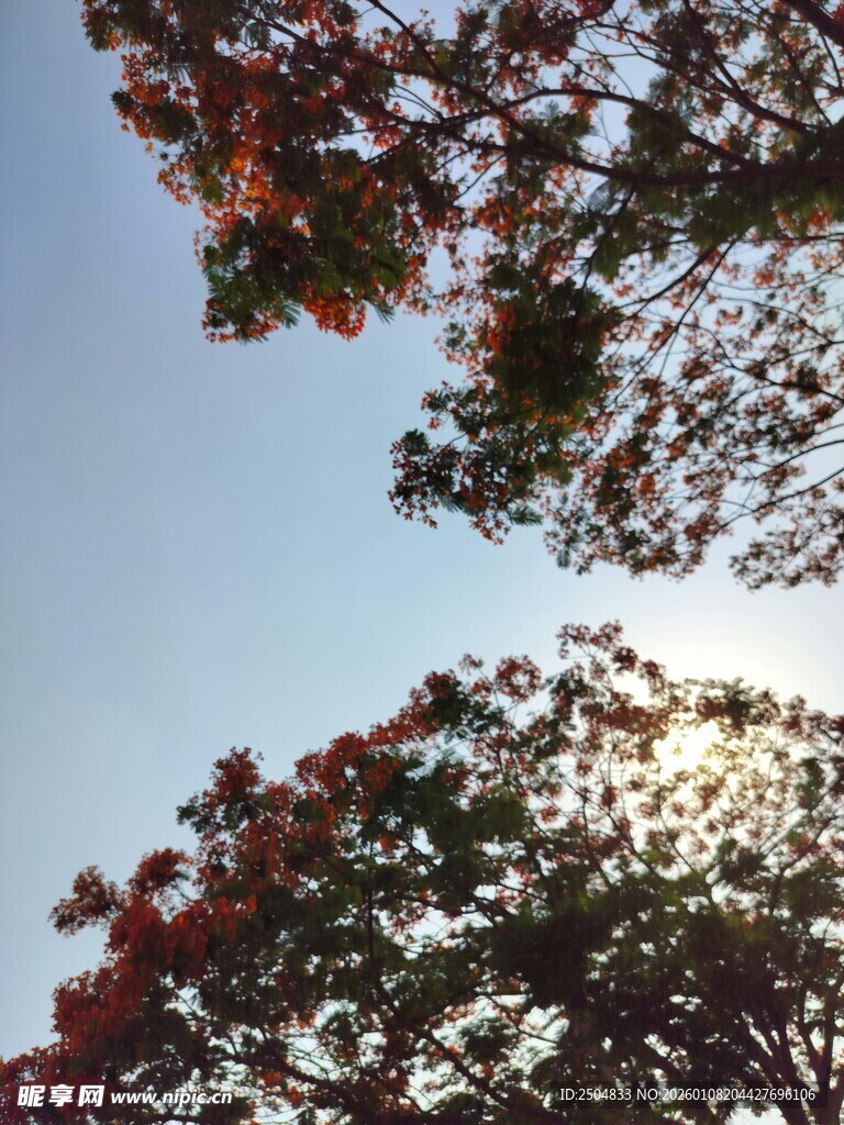 阳光下的多彩树冠