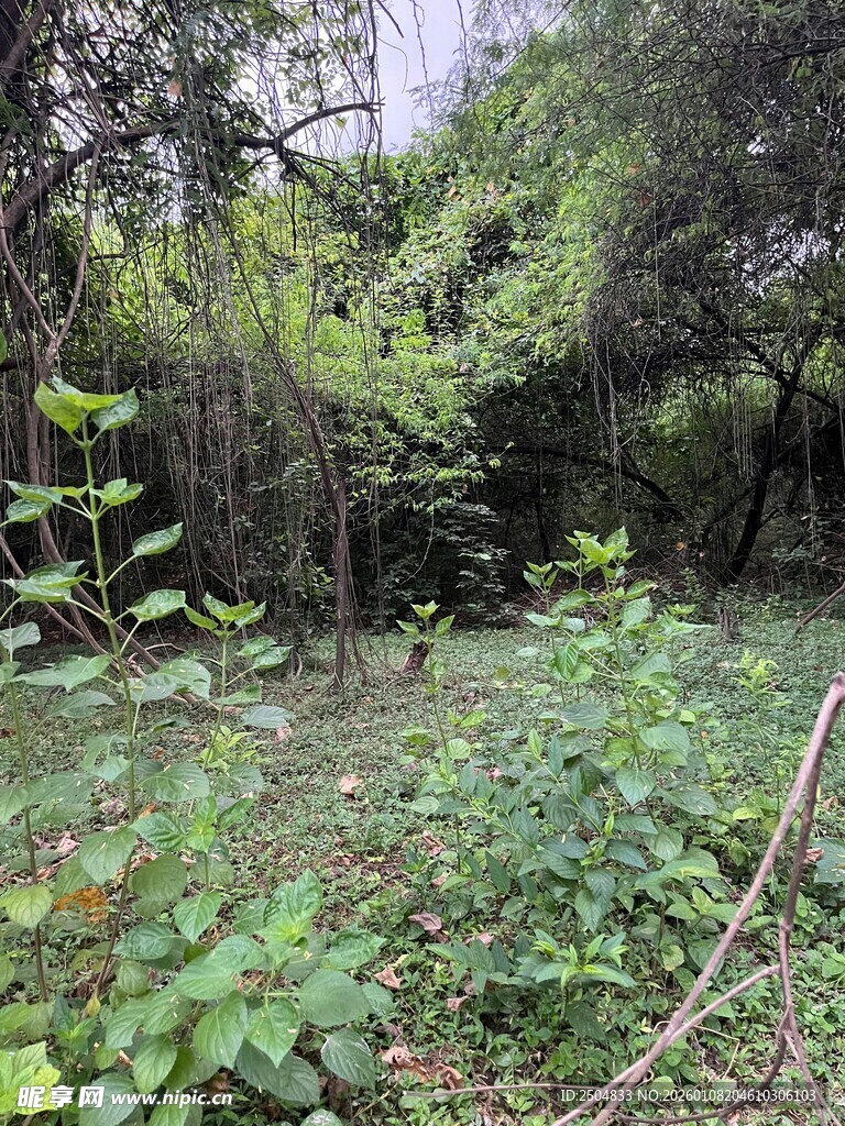 茂密丛林中的绿植景观