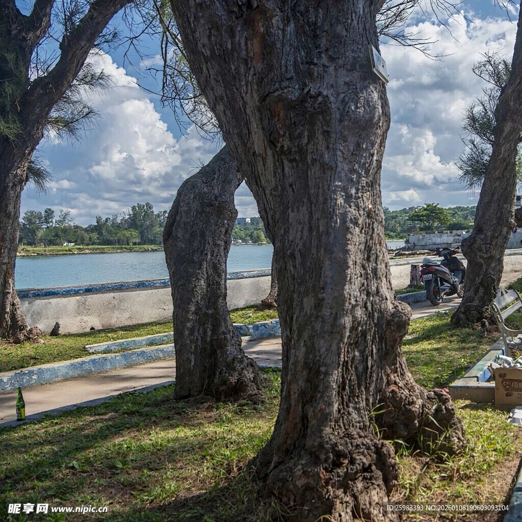湖畔老树