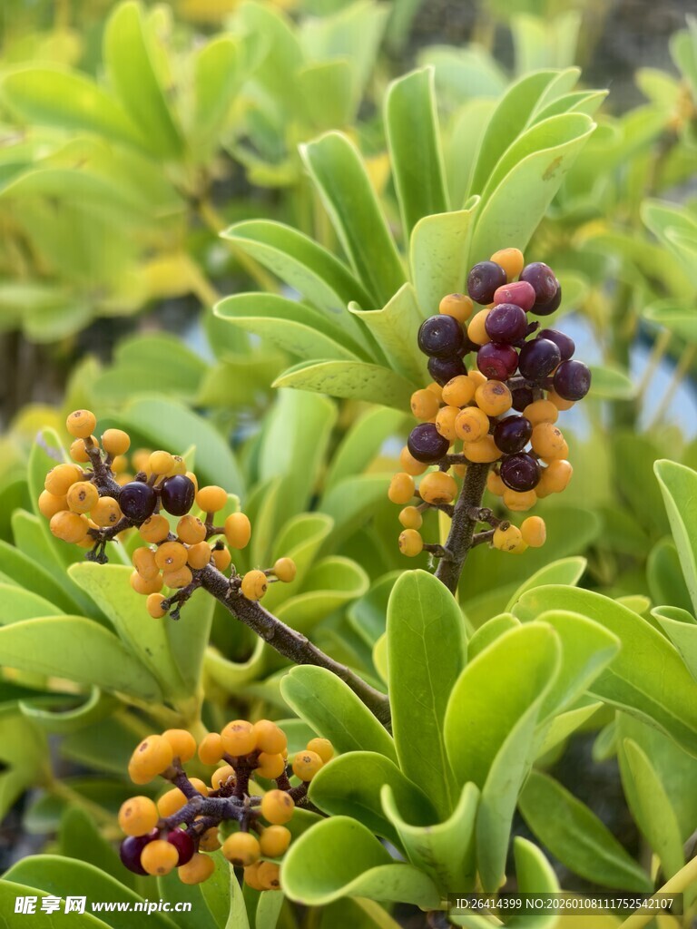 绿叶间的多彩浆果