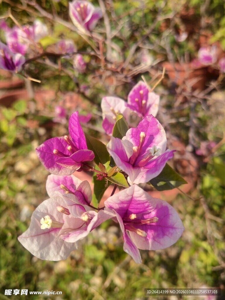 娇艳三角梅绽放