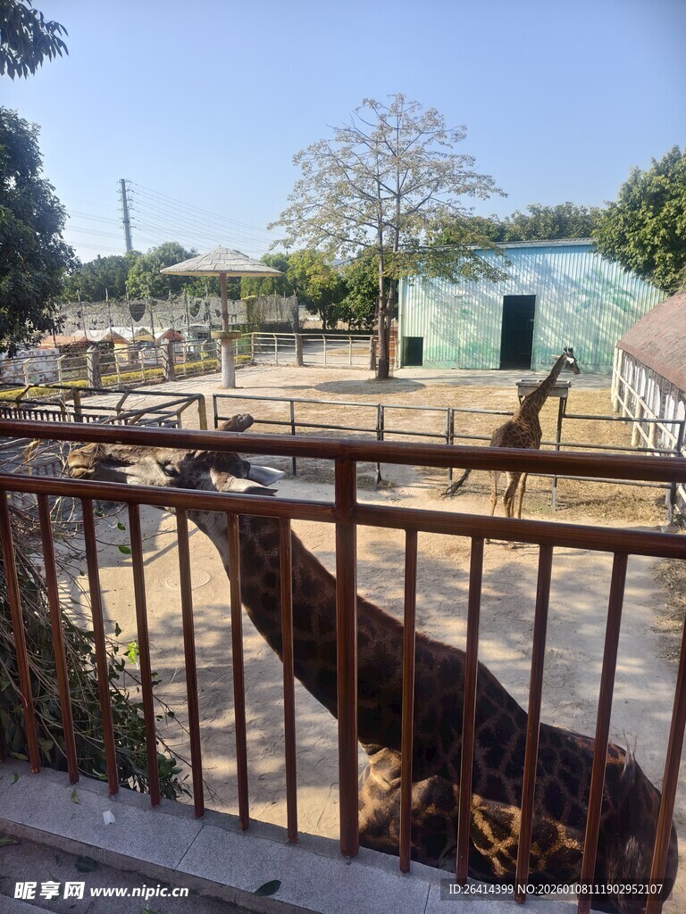 长颈鹿在围栏内伸颈张望