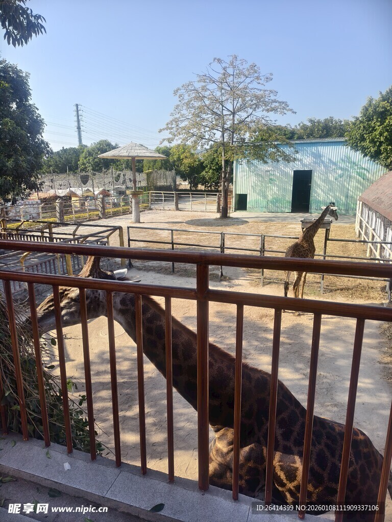 动物园中悠闲的长颈鹿