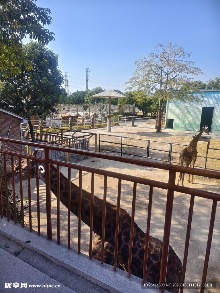 动物园中长颈鹿伸出长脖子