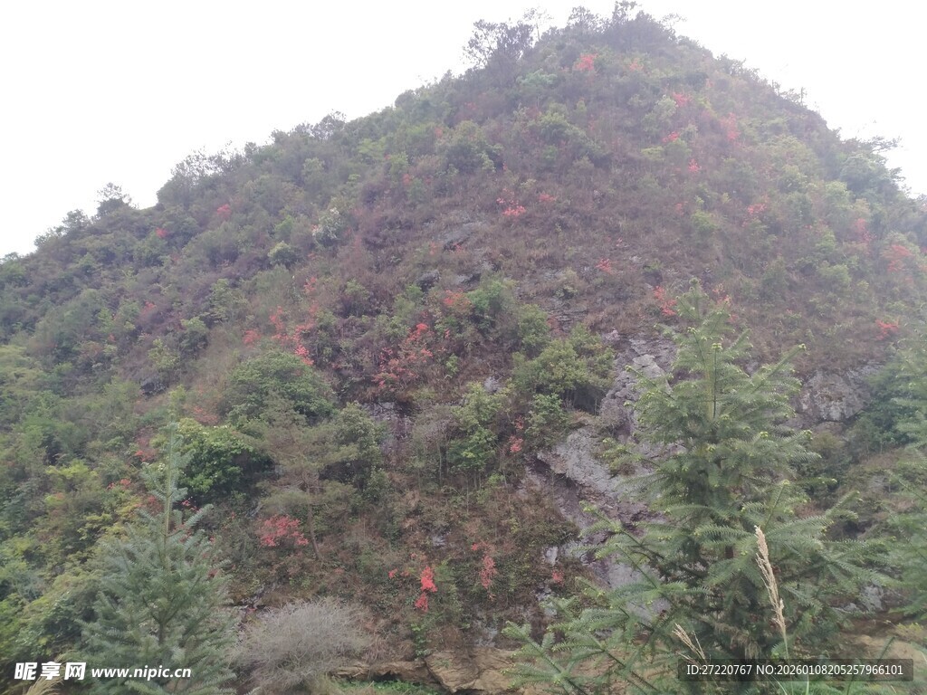 绿意盎然的山坡景色